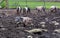 Saddleback Piglets in a muddy field