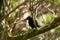 Saddleback Tieke Bird, New Zealand