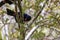 Saddleback Tieke Bird, New Zealand