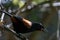 Saddleback Tieke Bird, New Zealand, Blurred Background
