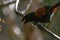 Saddleback Tieke Bird, New Zealand, Close Up