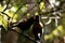 Saddleback Tieke Bird, New Zealand, Feeding Mate