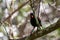 Saddleback Tieke Bird, New Zealand, Sings In Eco sanctuary