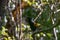 Saddleback Tieke Bird, Singing in Forest, New Zealand