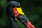 Saddlebill