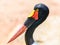 Saddlebill Stork Bird