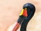 Saddlebill Stork Bird