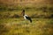 Saddlebill Stork colourful adult