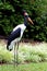 Saddlebill Stork Female  605915