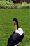 Saddlebill Stork Female  605964