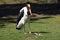 Saddlebilled stork