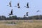 Saddlebilled Storks - Okavango - Botswana