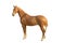 Saddlebred horse