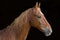 Saddlebred horse