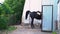 Saddled black horse defecates entering the barn on the farm