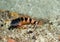 Saddled Blenny