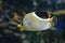 A Saddled Butterflyfish, Chaetodon ephippium - coral fish,