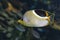 A Saddled Butterflyfish, Chaetodon ephippium - coral fish,