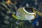 A Saddled Butterflyfish, Chaetodon ephippium - coral fish,