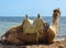 Saddled camel lies on the shore and looks at the sea