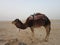 The saddled camels