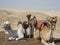 Saddled camels relaxing in desert