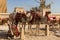 Saddled camels waiting for tourists at the Great Pyramid at Giza, Egypt