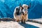 Saddled domestic yak in Caucasian mountains at sunny day