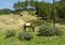 Saddled donkey grazing alongside the road in Morocco.