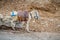 Saddled donkey stands in mountain area, Israel