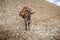 Saddled donkey stands in mountain area, Israel