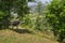 Saddled donkey under tree in albanian mountain.