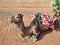 Saddled dromedary camel in Sahara