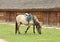 Saddled horse eating grass