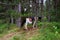 A saddled horse grazes the grass in the pine forest on a sunny summer day