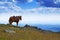 Saddled horse in mountains