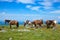 Saddled horses in mountains