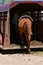 Saddled horses ready to be loaded in a trailer