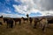 Saddled horses ready for travel, blue sky