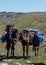 Saddled horses waiting for their riders