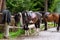 Saddled mountain horses outdoor. Equestrian sport, animals life