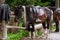 Saddled mountain horses outdoor. Equestrian sport, animals life