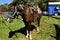 Saddled pony attached to a carousel riding station