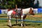 Saddled pony waiting for a carrousel rider