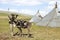 Saddled Reindeer and tepees in northern Mongolia