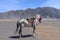 A saddled roan horse stands on a sandy plain with dry grass in the Bromo Valley. Stallion with red harness gazing at nearby mount