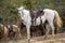 Saddled white horse in the valleys of Vinales.