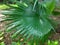 Sadeng Palm Plants in the Jogging Park