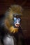 Sadness is sadness in the eyes. The pensive face of a madril monkey Rafiki  on a dark background