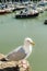 Saegull at Ilfracombe harbour